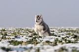 SIBERIAN HUSKY 240